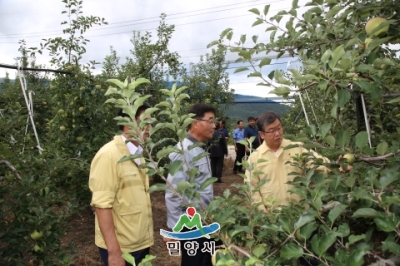 태풍 솔릭 대비 사과재배농가 현장점검